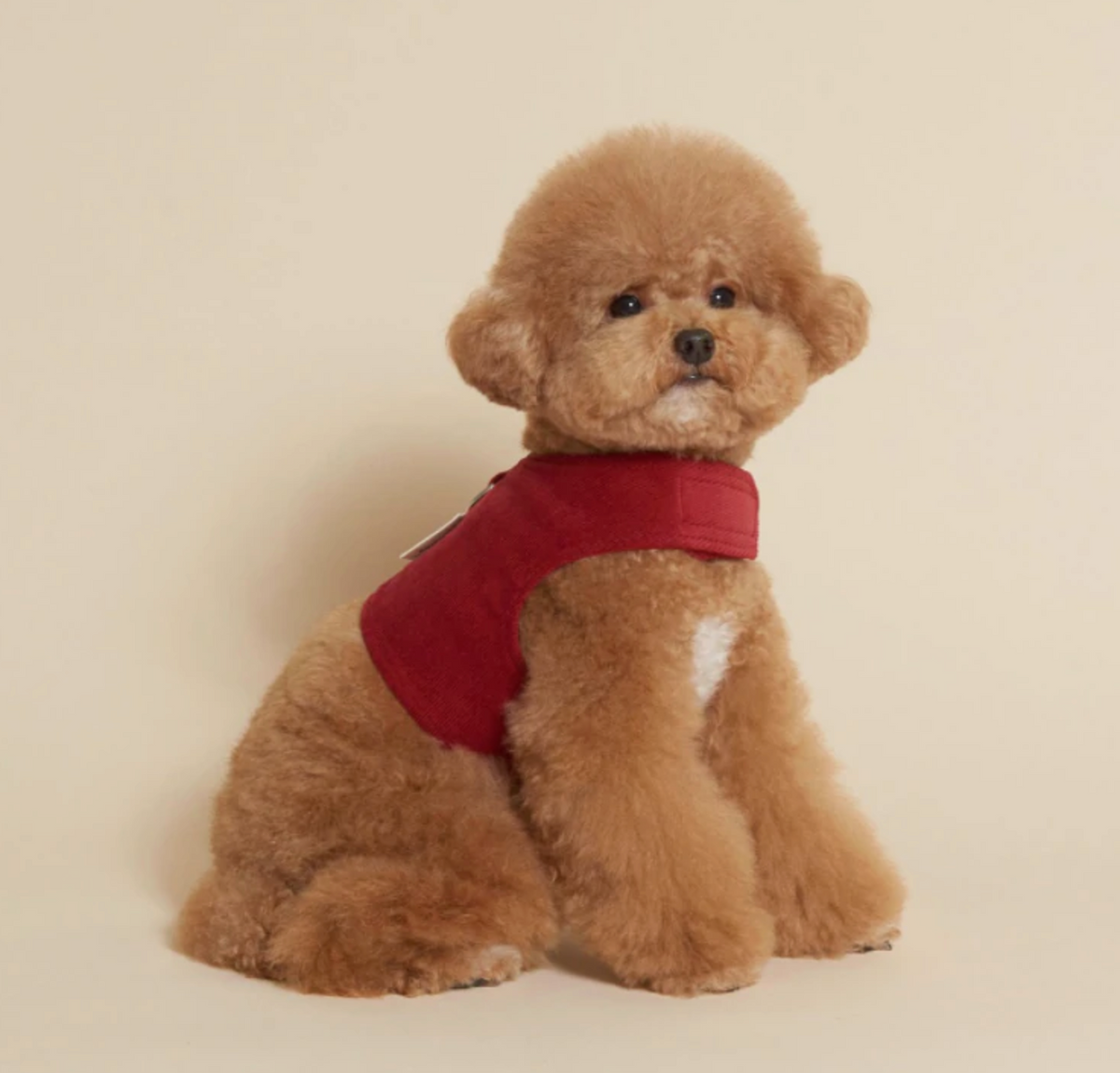 Corduroy Harness
